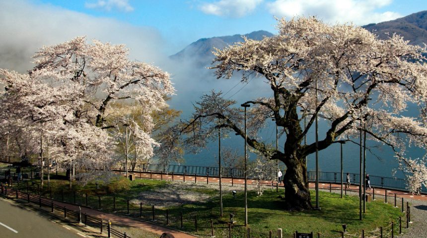 荘川桜公園