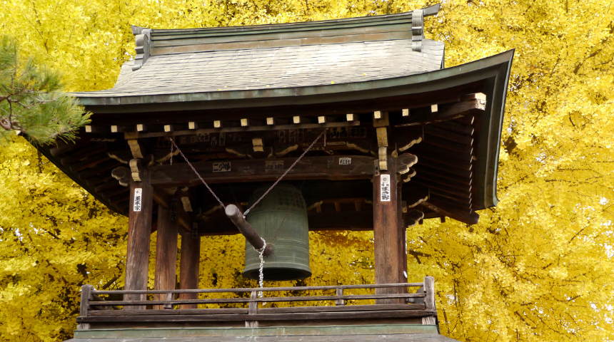 06, 飛騨国分寺の大イチョウ（日本遺産構成文化財）